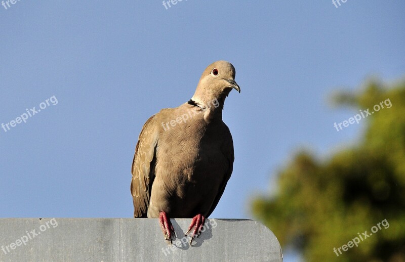 Dove Bird Animals Birds Nature