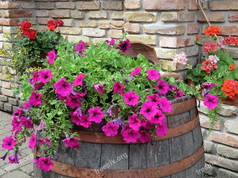 Petunia Garden Pink Flower Summer Colors