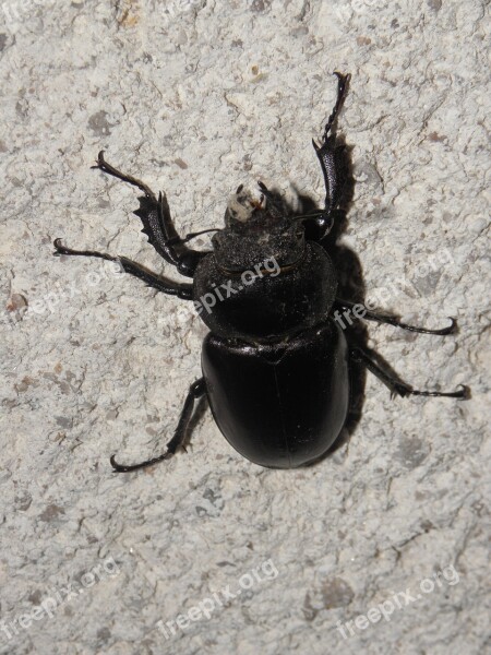 Stag Beetle Beetle Forest Insect Roháč