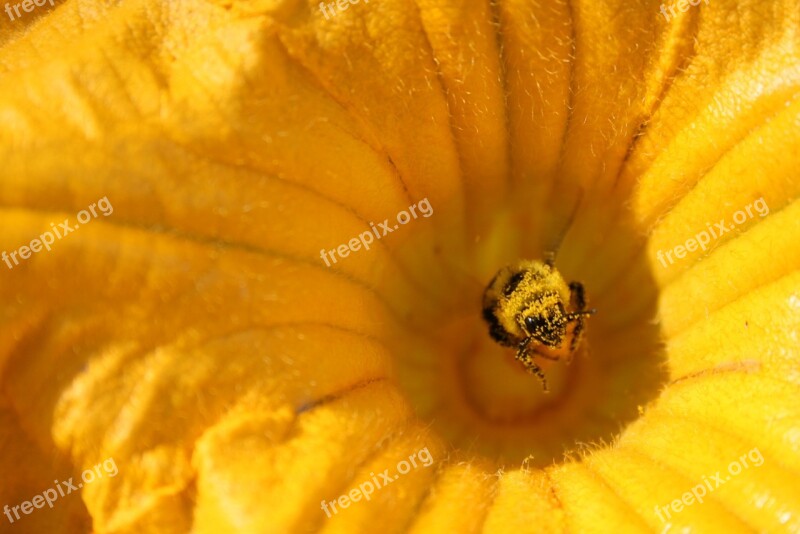 Flower Bee Insect Pollen Yellow