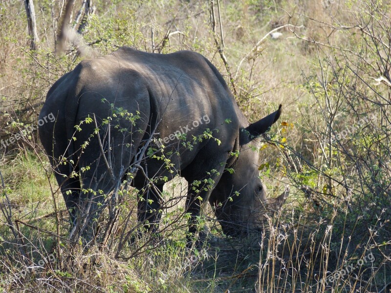 South Africa Safari Tourism Africa Wilderness