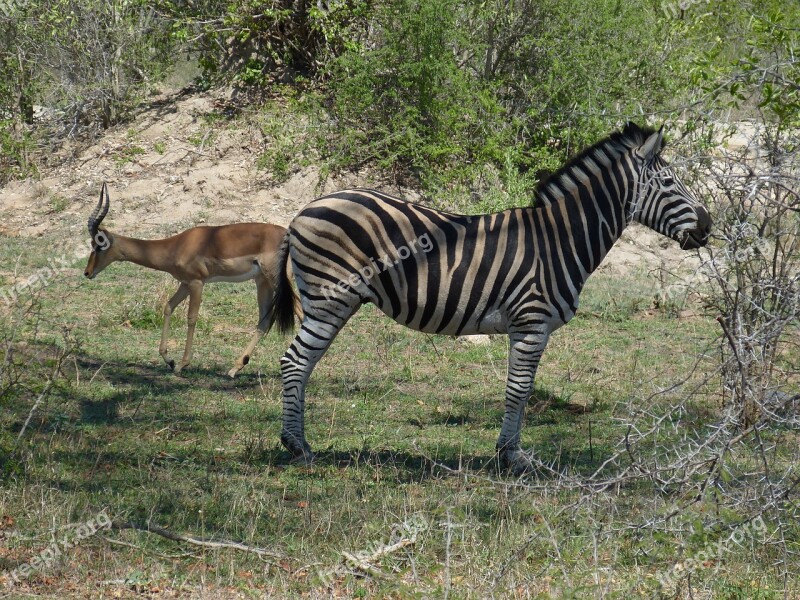 South Africa Safari Tourism Africa Wilderness