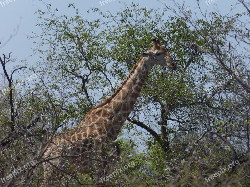 South Africa Safari Tourism Africa Wilderness