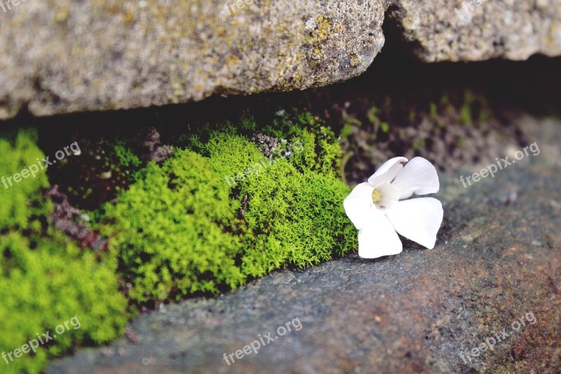 Stone Wall Wall Natural Stone Wall Background Old