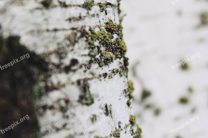 Nature Close Up White Garden Birch