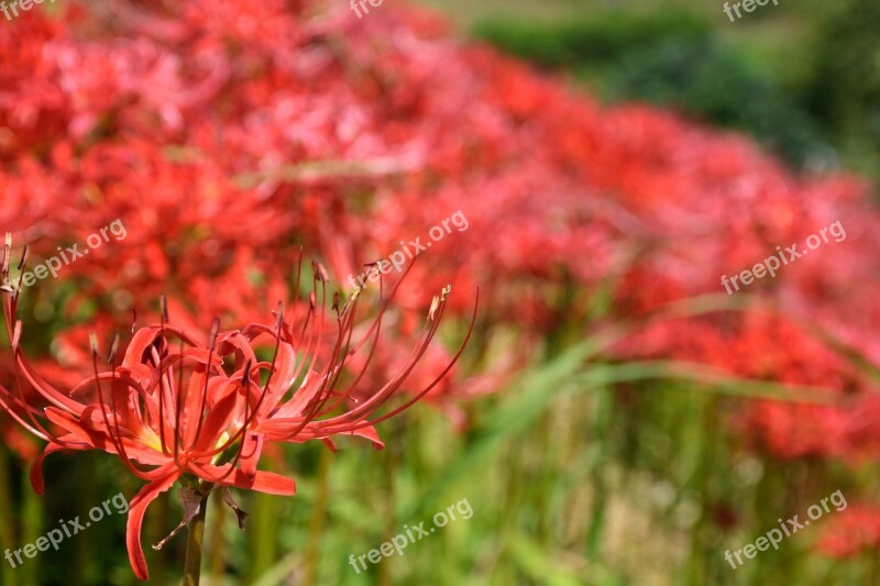 Amaryllis Autumn Landscape Amaryllidaceae Japan