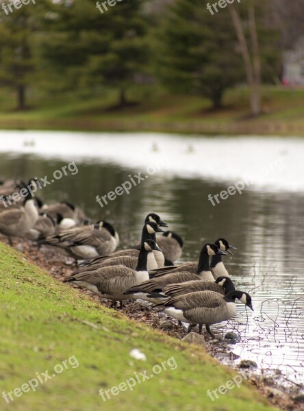 Goose Geese Bird Nature Wildlife