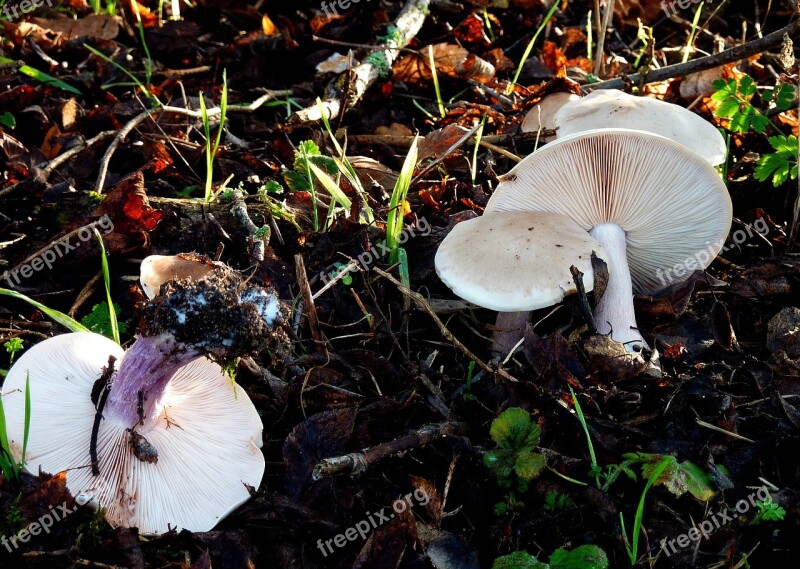 Mushrooms Lamellar Forest Autumn Forest Floor