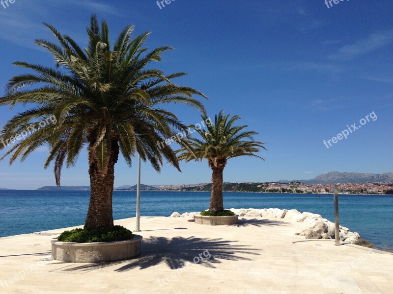 Palm Tree Beach Sun Holiday Sandy Beach