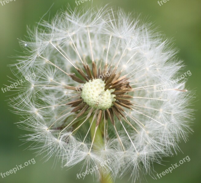 Dandelion Nature Fluff Free Photos