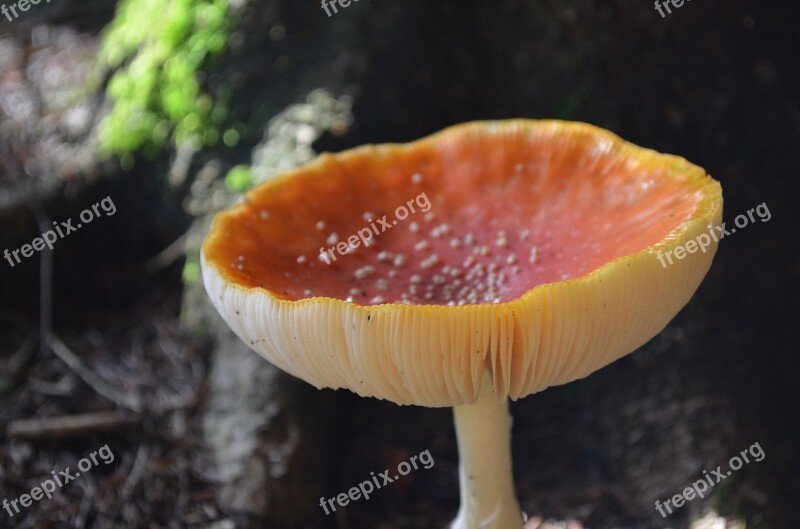 Mushroom Lamellar Hat Stalk Points