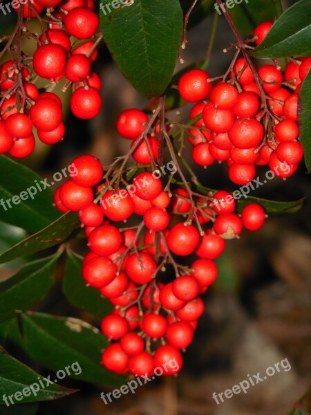 Nandina Berries Berries Berry Red Green