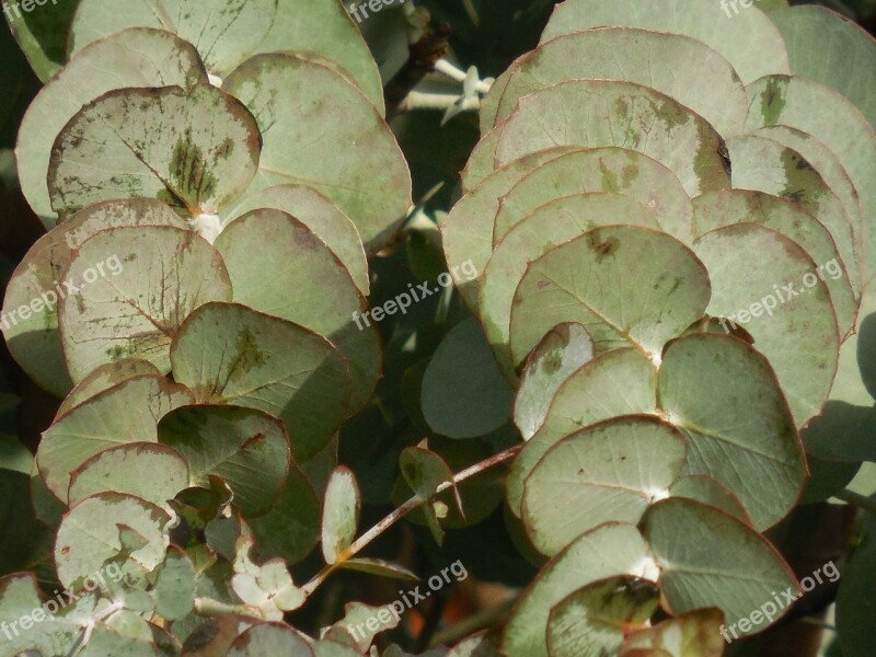 Eucalyptus Leaves Tree Branch Green