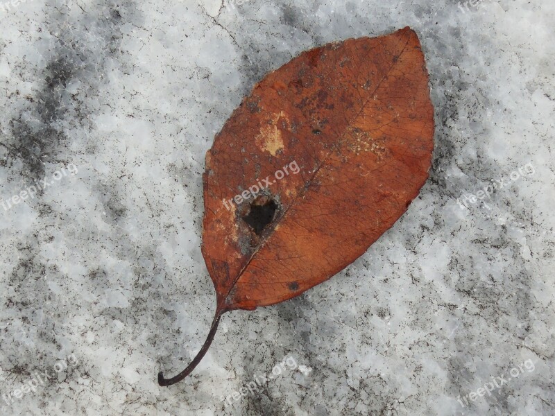 Background Still Life Leaf Still Life