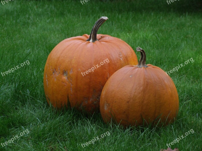 Pumpkin Orange Autumn Halloween Soup