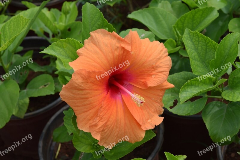 Hibiscus Rosa-sinensis Flower Orange Free Photos