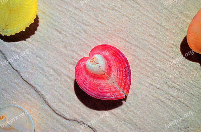 Pink Shell White Colorful Lovely