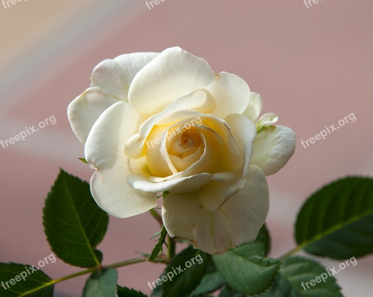 Rosa Petals White Roses Texture Free Photos