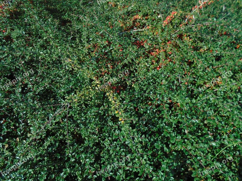 Tűztövis Red Fruits Tűztövis Pyracantha Pyracantha Red Column Bush