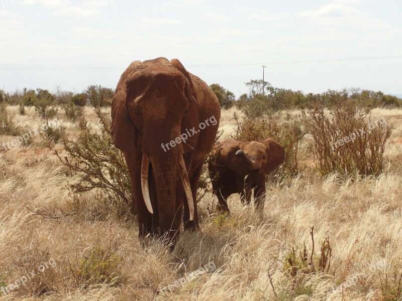 Safari Kenya Elephant Calf East Africa Free Photos