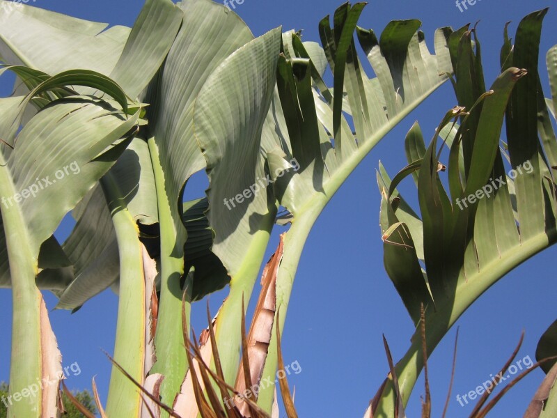 Banana Shrub Banana Shrub Banana Plant Green