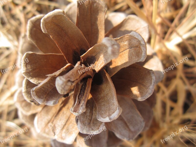 Tap Pine Pine Cones Ornament Decoration