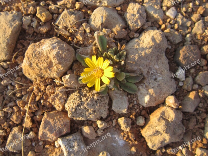 Yellow Flower Small Lonely Wild Flower Small Flower