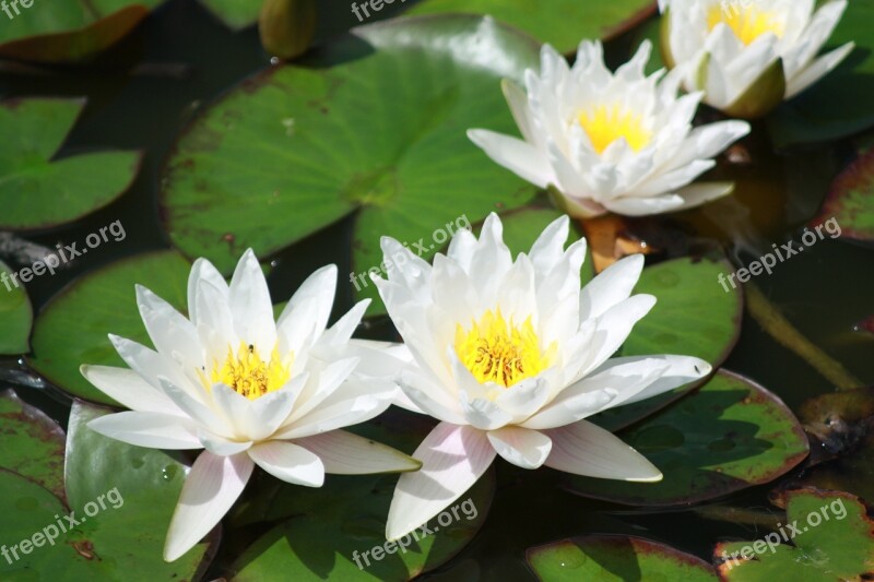 Water Lily Tiszafüred Tisza Free Photos