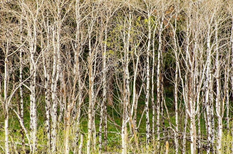 Aspen Trees Tree Grove Background Texture Nature