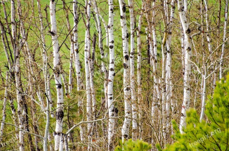 Aspen Trees Tree Grove Background Texture Nature