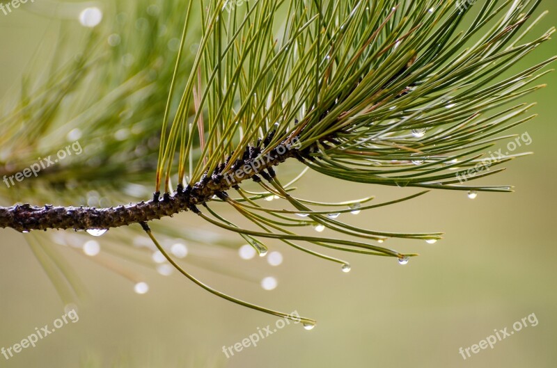 Pine Needles Water Drops Droplets Pine Needles