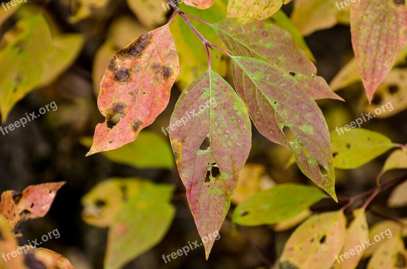 Leaves Leaf Fall Leaves Fall Autumn