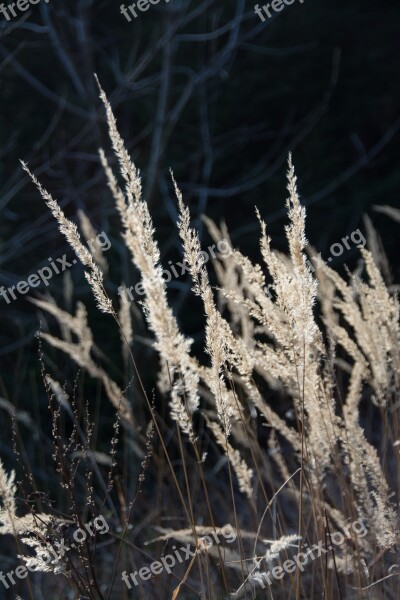 Grass Backlighting Grasses Nature Mood