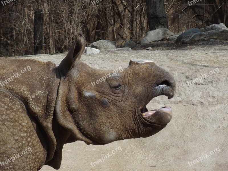 Rhino Mammal Africa Wild Nature