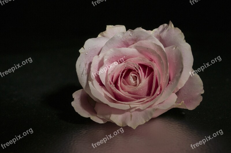 Rose Pink Flower Pink Flower Pink Rose