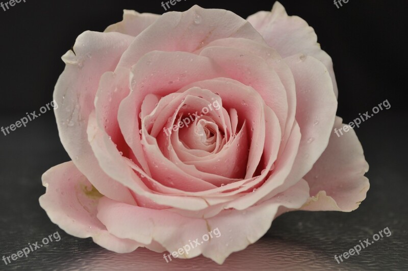 Rose Pink Flower Pink Flower Pink Rose