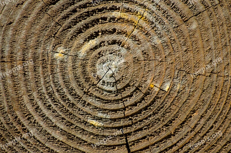 Wood Texture Background Wood Texture Wooden