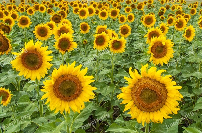 Sunflower Sunflower Field Yellow Field Flower