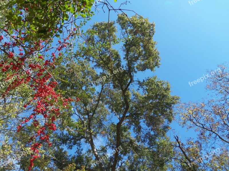 Sky Fall Autumn Nature Fall Trees