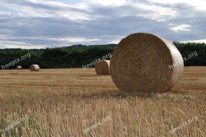 Hay Straw Straw Bales Agriculture Meadow