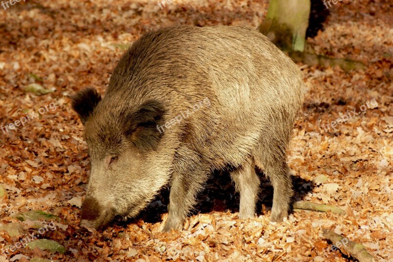 Boar Wild Boar Launchy Wild Forest