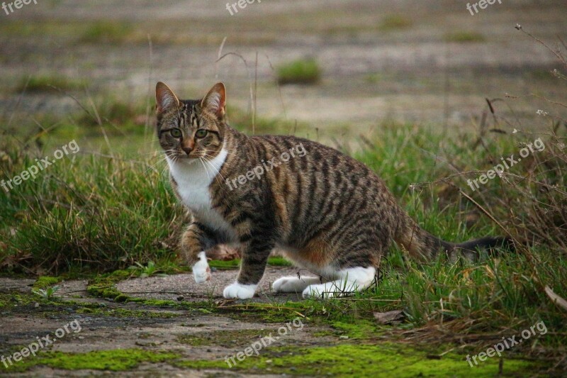 Cat Meadow Kitten Mackerel Breed Cat