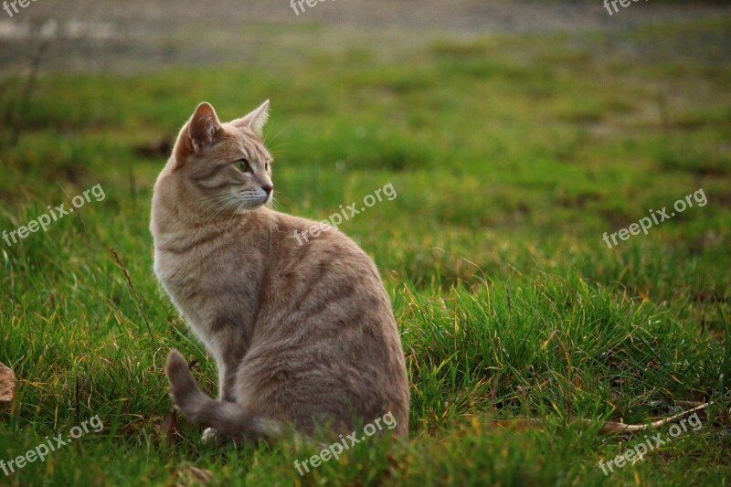 Cat Meadow Kitten Mackerel Breed Cat