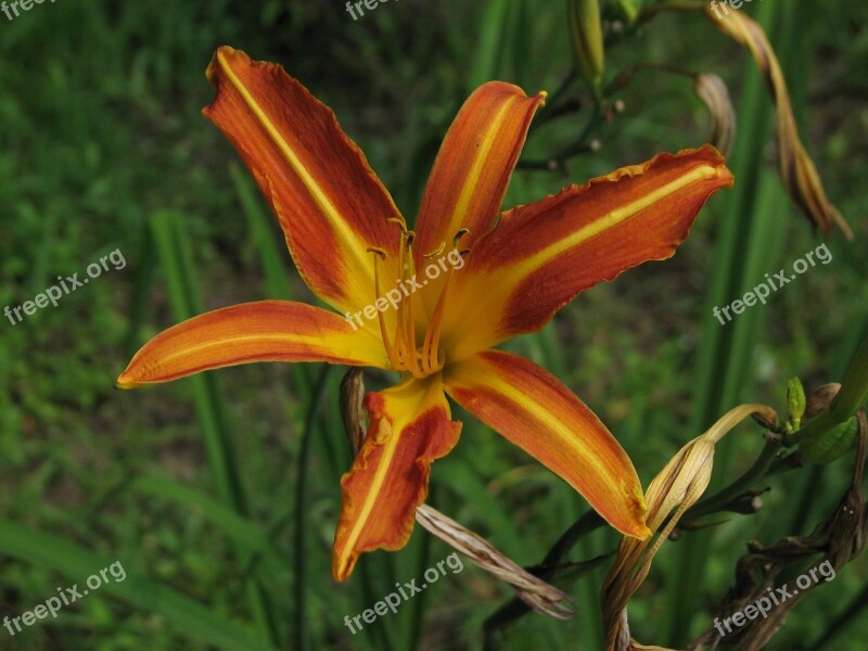 Daylily Mexican Sunflower Yellow Orange Flower