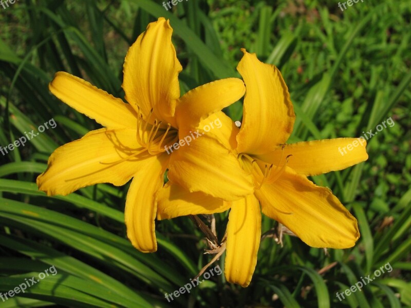 Daylily Mexican Sunflower Yellow Flowers Yellow Flowers