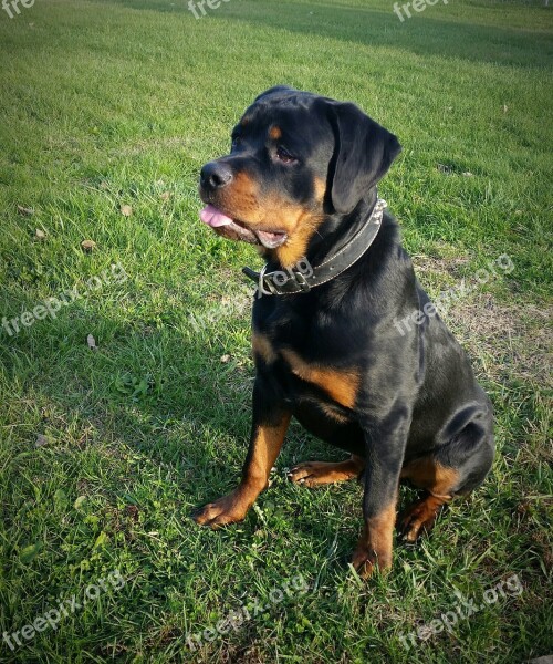 Rottweiler Puppy Dog Pet Animal