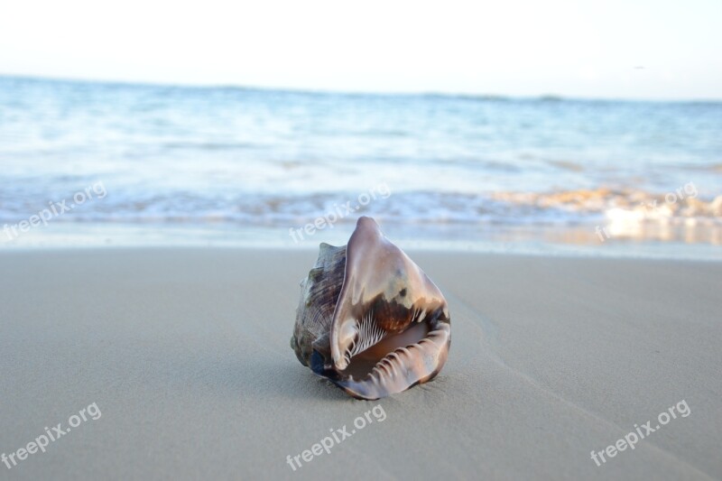 Seashell On Beach Sand Beach Shell Summer