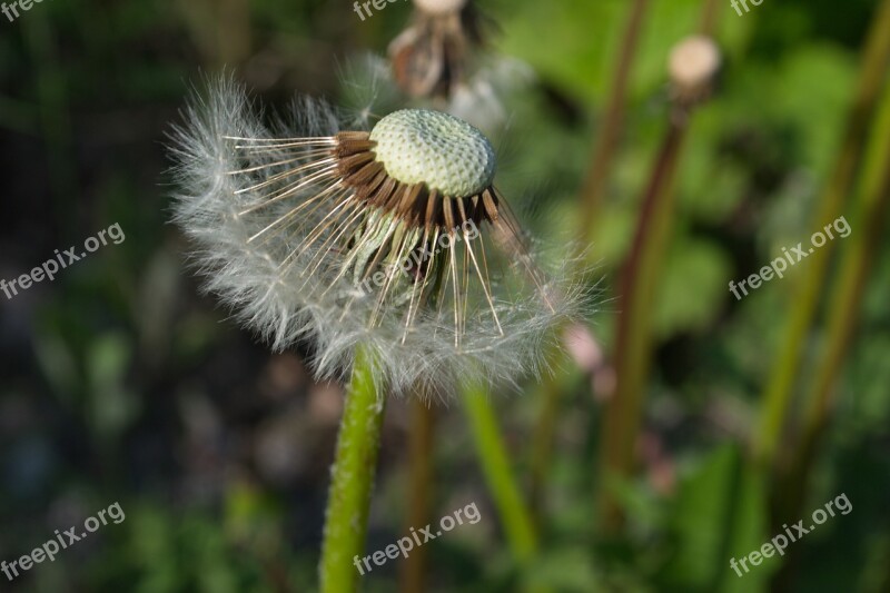 Flowers Summer Nature Plant Day