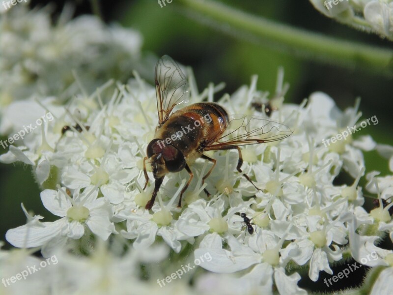 Scholarship Uludað Bee Nature Flower