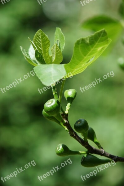 Fig Tree Fig Branch Green Leaves